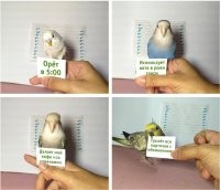 Прикольные и смешные картинки