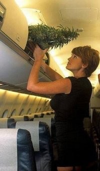 меня больше заинтересовала эта дама с растением!