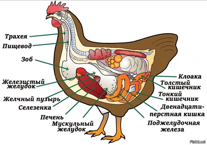 Что такое куриные пупочки на самом деле?