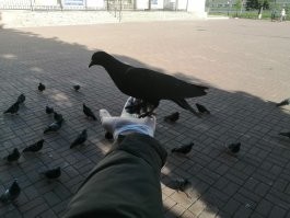 Вот так спокойно на руки садится.