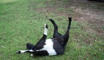 Тушка свалилась как обморочная коза