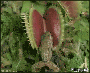 Солянка от 11.08.2020