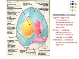 Я же вам толкую - пуповина есть. От зародыша до желточного мешка. Все мы устроены по одному принципу. Куры тоже.