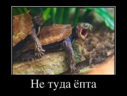 Прикольные и смешные картинки