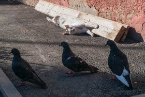 Как скучно я живу: невероятные приключения голубей в России