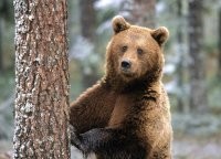 Прикольные и смешные картинки