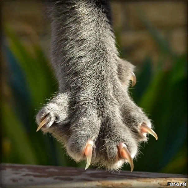 Вяленая нога индейки