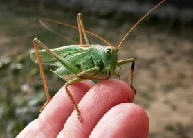 У нас в Башкирии (Ю. Урал) вполне себе преспокойно скачет, видимо её родственник, не хилого размера, кузнечик "Кобылка".
Встречаются экземпляры до 10 см. Как с "саблей" в ж*опе, так и без оной. Жрут, вроде как, траву, сам видел.
В последние пару лет, стали встречаться богомолы. За полвека своей жизни, раньше их не видел возле Уфы.
И тарантулы с каракурдами тоже стали появляться.
Бр-р-р!!!