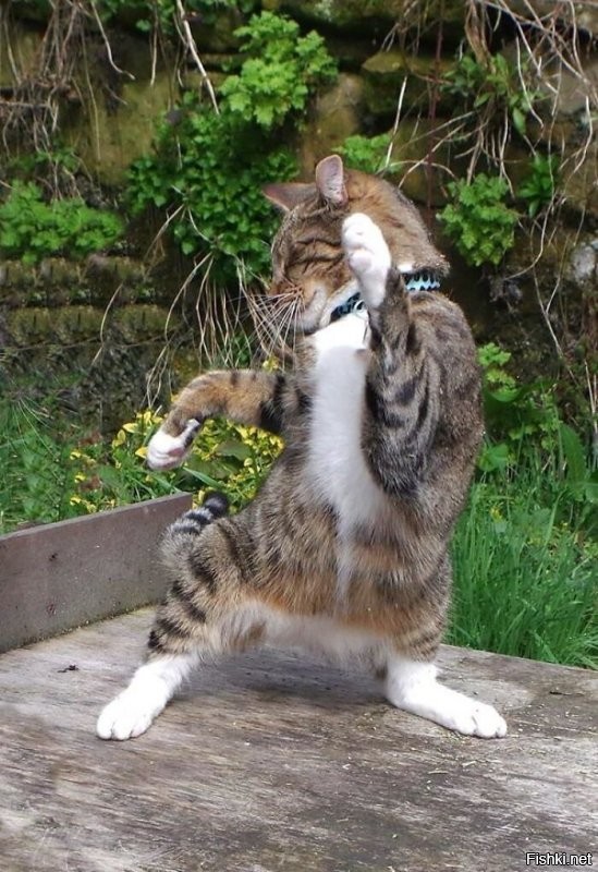 Солянка от 12.08.2020