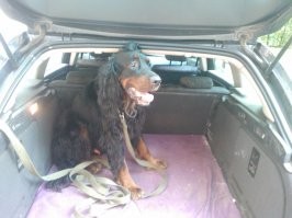 Пёс, конечно, замечательный, но я бы не стал пускать собаку в выставочные экземпляры автомобилей на продажу.
Он там от доброты обслюнявит же всё, отмывай потом...
По своему бродяге знаю.