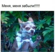 Прикольные и смешные картинки