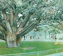 Всё что осталось от запорожского 700-летнего дуба.