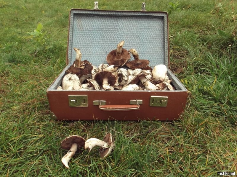 Лисички желтые,чёрные