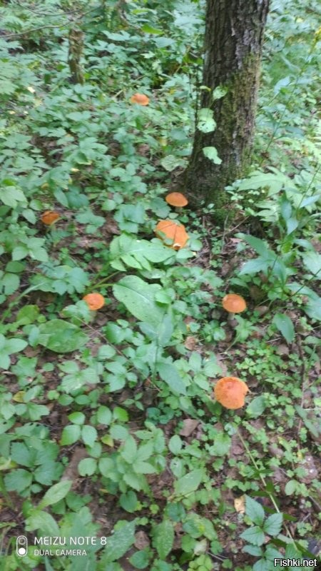 Под Вырицей. 2 часа. 2 человека.
Результат вчерашнего грибвыезда.
1. до 3 ночи чистили, отмывали, солили и выносили мусор
2. Получилось одно 10л ведро засоленных грибов
3. 50 % пошло в отходы. Много червивых доже среди малышей.