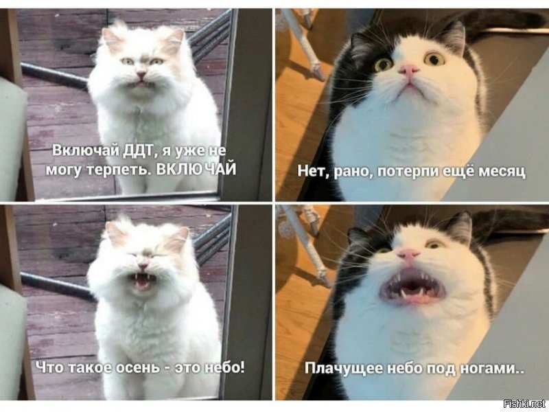 Солянка от 13.08.2020