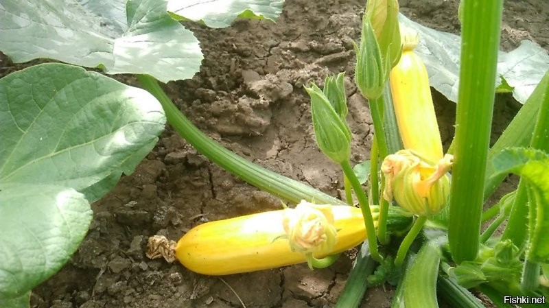 А золотистые не предлагали