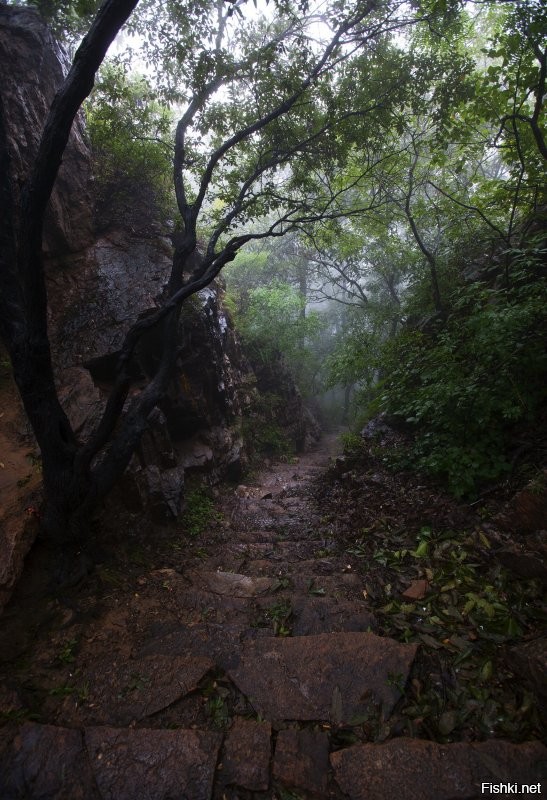Китай. Шаолинь. Горная тропа в туман...