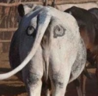 Иллюзия обмана: 20 примеров фальшивых глазок и прочей мимикрии от природы