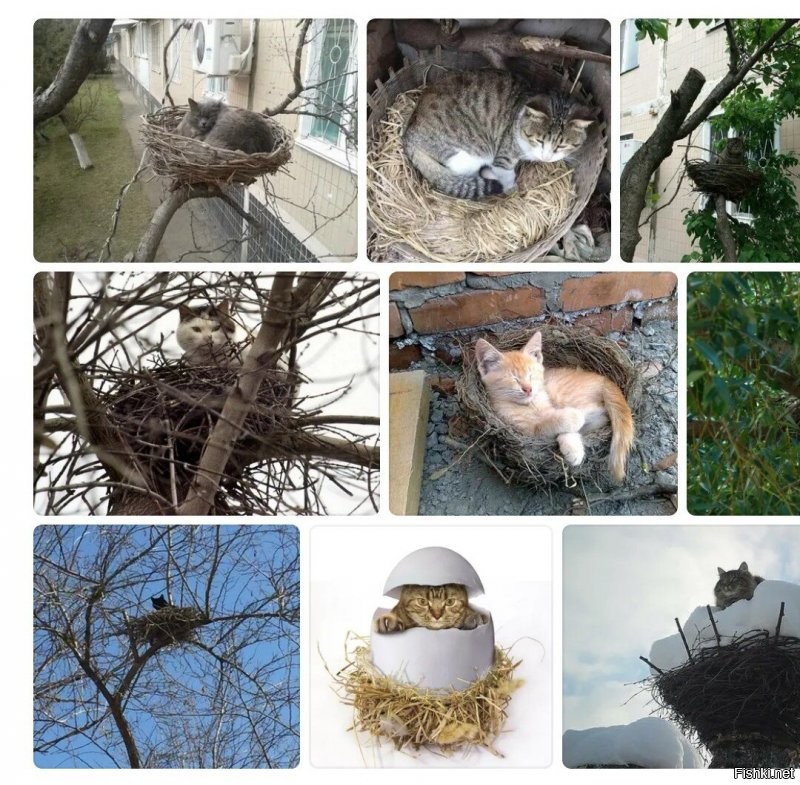 Наверно атавизм. Коты раньше гнезда вили.