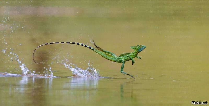 Солянка от 13.08.2020