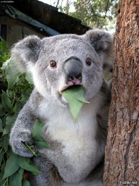 Я такая млять