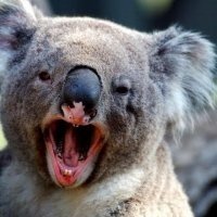 Прикольные и смешные картинки