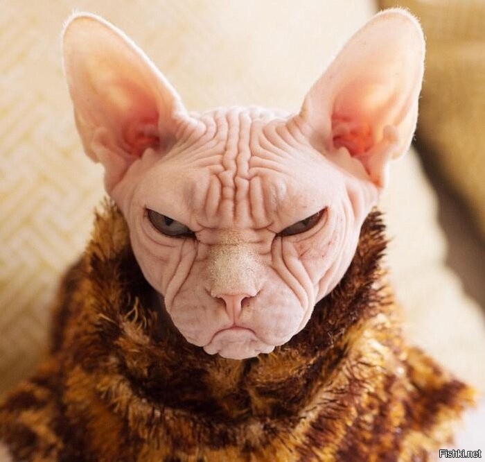"Чирико - вечно недовольная кошка из Японии"
=================
Т.е. про сфинксов в Японии не в курсе?