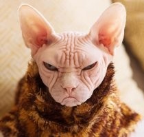 "Чирико - вечно недовольная кошка из Японии"
=================
Т.е. про сфинксов в Японии не в курсе?