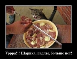 Кошки