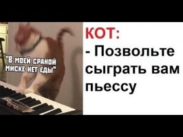 Кот играет на пианино, чтобы попросить у хозяйки поесть
