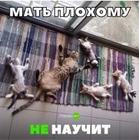 Притяженья больше нет: 40 котеек, которые бросили вызов законам физики