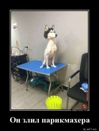 Хозяева, которые горько пожалели о том, что подстригли собаку сами