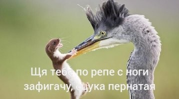 В невероятной битве крохотная ласка победила цаплю