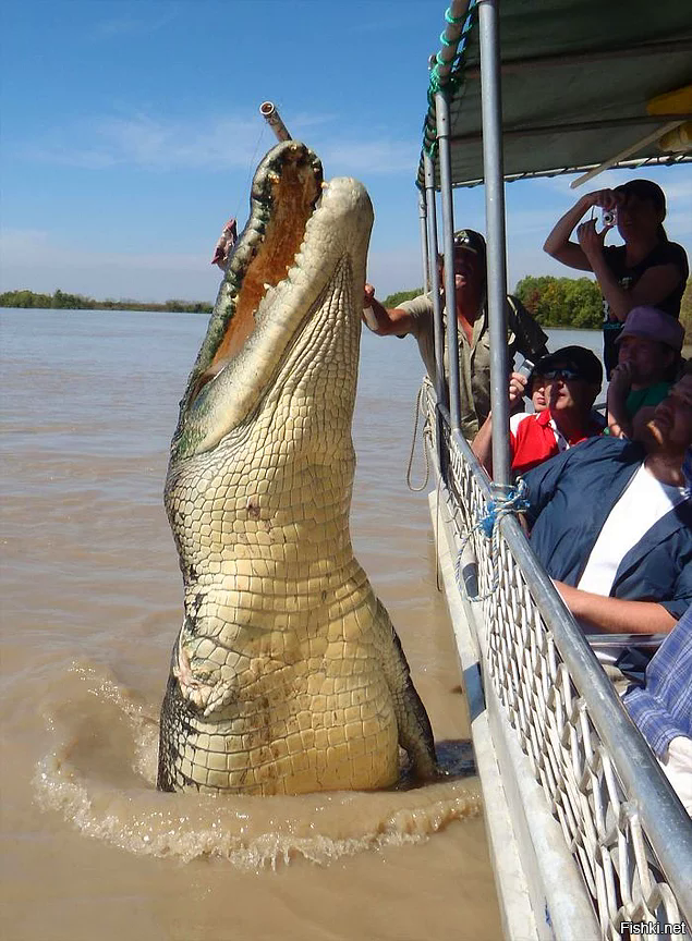 У меня 3 вопроса:
1) Почему крокодил сухой?
2) Где правая лапа Геннадия?
3) Фотошоп,не?