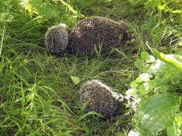 Аналогичная ситуация была у меня на даче. Обычно на зиму мы прятали все крупы, рыбалочные прикормы и подобные продукты в металлический бак, чтоб мыши и прочая живность не добралась. Однажды летом мы со свояком что-то чинили у него в лодке на берегу, как вдруг из открытого полуподвала его домика выскочила ласка! В зубах у неё была здоровенная крыса размером, как и сама ласка. Свояк в следующую зиму забыл в сенках, на стене мешок с комбикормом и его за зиму никто не прогрыз! Ласка жила у него в полуподвале ещё два года и грызунов в доме и его округе не было. Мой дом находится метров в ста по берегу, но нашего мышатника ласка не касалась. К нашему счастью под домом соседей поселилась семья горностаев. Эти лапочки пять лет спасали всю округу от мышей и крыс. Сейчас почему-то и ласка и горностайки ушли, но появилось много ёжиков. Вот фото семьи ежей. Они неторопливые и их легко фотографировать, а вот куньих сфотать так и не удалось