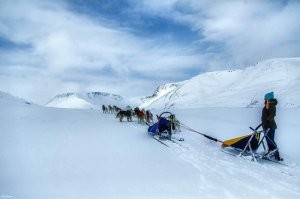 У моего сына примерно также сформировалась своя полноценная упряжка - к двум своим хаски забрал третью (фактически отобрал,отдав символическую плату, у знакомых полуторагодовалую хаски, голодную, забитую, неухоженную). А через пару месяцев соседка привела двухгодовалую, тоже хаски, мол "ваша собачка потерялась". Сын нашел хозяев, им пофиг, типа она нам не нужна...
В общем у сына теперь своя полноценна упряжка, собаки (все девочки) ухожены, здоровые, сытые и счастливые.
