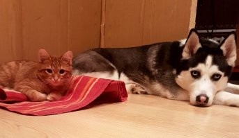 У моего сына примерно также сформировалась своя полноценная упряжка - к двум своим хаски забрал третью (фактически отобрал,отдав символическую плату, у знакомых полуторагодовалую хаски, голодную, забитую, неухоженную). А через пару месяцев соседка привела двухгодовалую, тоже хаски, мол "ваша собачка потерялась". Сын нашел хозяев, им пофиг, типа она нам не нужна...
В общем у сына теперь своя полноценна упряжка, собаки (все девочки) ухожены, здоровые, сытые и счастливые.