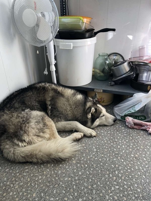 Этому только дай самому потопиться.
Набегался, что лежит и даже косточку свою не хочет.))