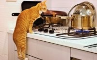 Прикольные и смешные картинки