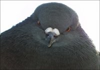 Молния? Не думаю,с гулькой встретился.