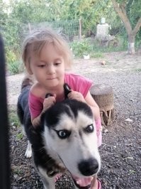 интересная порода и своенравная, агрессия выведена под 0, для него все друзья, мой дибил даже гавкать не умеет,  воет только и всех собак вокруг научил выть, территорию/хозяина не защищают, зато не так страшно когда сбегает - никого не укусит, а сбежать, подкопы, перепрыгнуть через 1.5м забор - это они мастера, дети их любят.