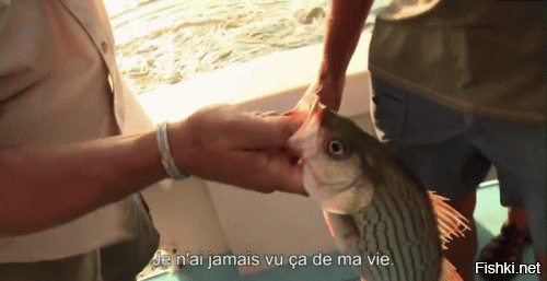 Биолог нашёл в рыбе реальный прототип «Чужого»