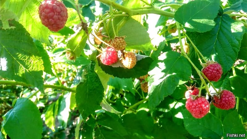 Ремонтантная малина...