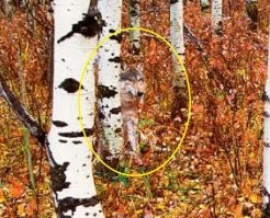 кто не нашел :)