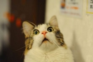 Прикольные и смешные картинки