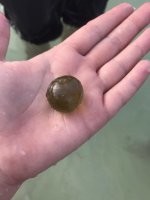Или вот этот почти идеальный твёрдый полупрозрачный шарик, производящий впечатление пластикового, но на самом деле это прозрачная жидкость в тонкой пленке.
