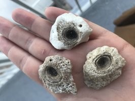 У меня таких загадок прям полно. Например: вот такие кусочки коралла   что в них  росло?