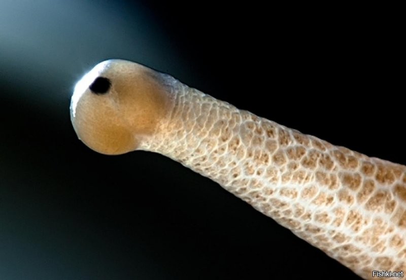 глаз улитки устроен совсем не так, как глаза с хрусталиком. )