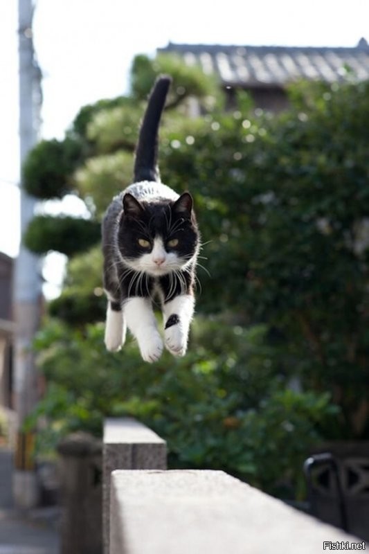 А мне эти нравятся. И по моему не хуже.