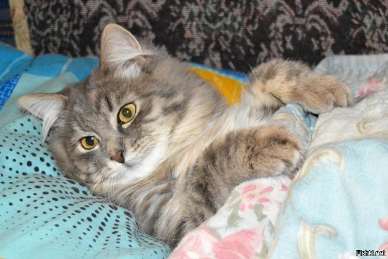 А мне эти нравятся. И по моему не хуже.